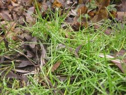 green grass among the dry leaves close-up on blurred background
