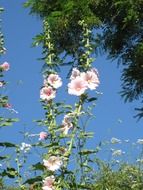 pink flowers in garden blossom