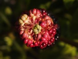 Phytolacca acinosa, red berries