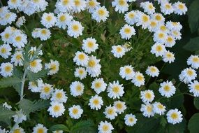 flowerbed with white flowers