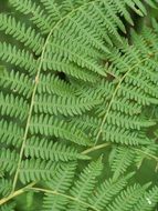 large branches of green fern close up