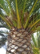 Close-up of the beautiful palm tree