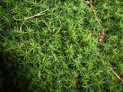 green moss, top view, macro