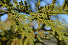 green needles on branches