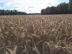 field with mature spike on a sunny day