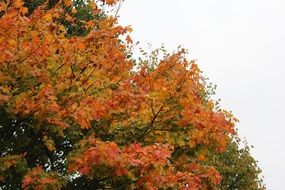 tree with green and orange leaves in autumn