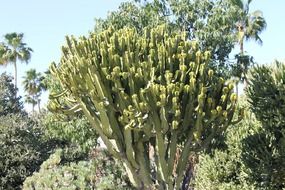 big cactus in the desert