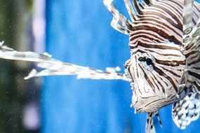portrait of striped coral fish
