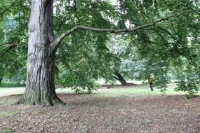huge tree landscape
