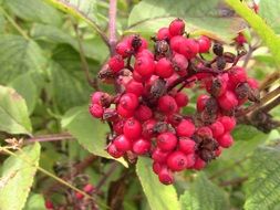 red berries on a wild bush