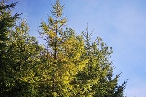 green summer trees