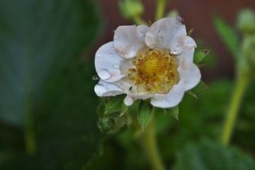 strawberry flower with water drops on petals