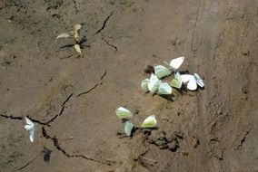 white butterflies on the ground