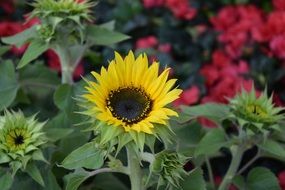 sunflower blossom in the garden