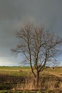 tree against the dark cloudy sky