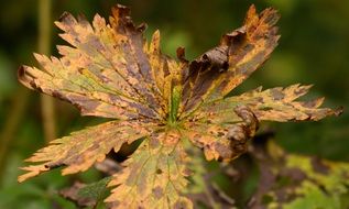 autumn leaf on a tree in the forest