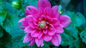 Closeup photo of Pink dahlia flower in garden