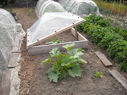 plants on garden bed and in greenhouse