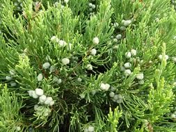 blooming of the cedar close up