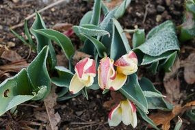 frozen tulips