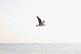 seagull in flight over water on a clear day