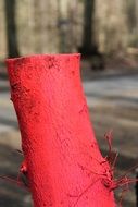 Red forest tree stump