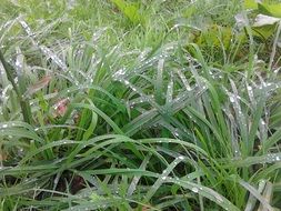 green grass with fresh raindrops