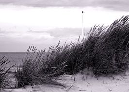 grass on the sand coast