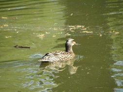 duck swims in a small pond
