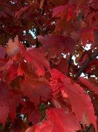 autumn tree in red colors