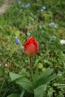 closeup photo of lonely red tulip in the meadow