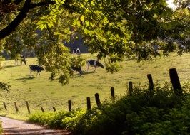 herd of cows on pasture