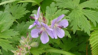 blossom flower purple