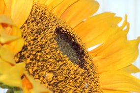 beautiful sun flower in the soft light