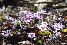 closeup view of small purple flowers on the ground