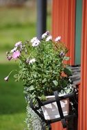summer flowers in the pot outside