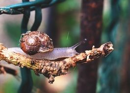 snail on the tree branch