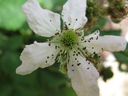 blackberry blossom macro