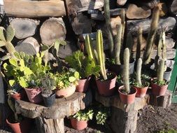 cactus mexico