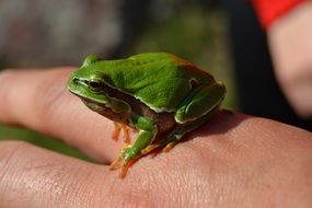 green frog on man's hand