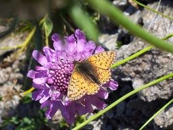 tiger butterfly on a purple flower
