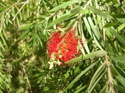 red hanging flower