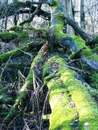 felled tree covered with green moss