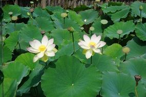 White lotus flowers lake nature