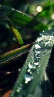 green leaf with water bubbles