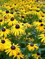 A lot of the yellow daisy flowers