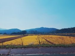 landscape of rice fields in the republic of korea in autumn