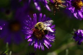 aster bee purple nature