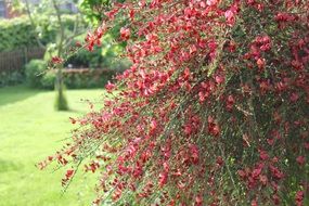 Broom of the red flowers