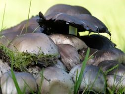 grey fungi in grass